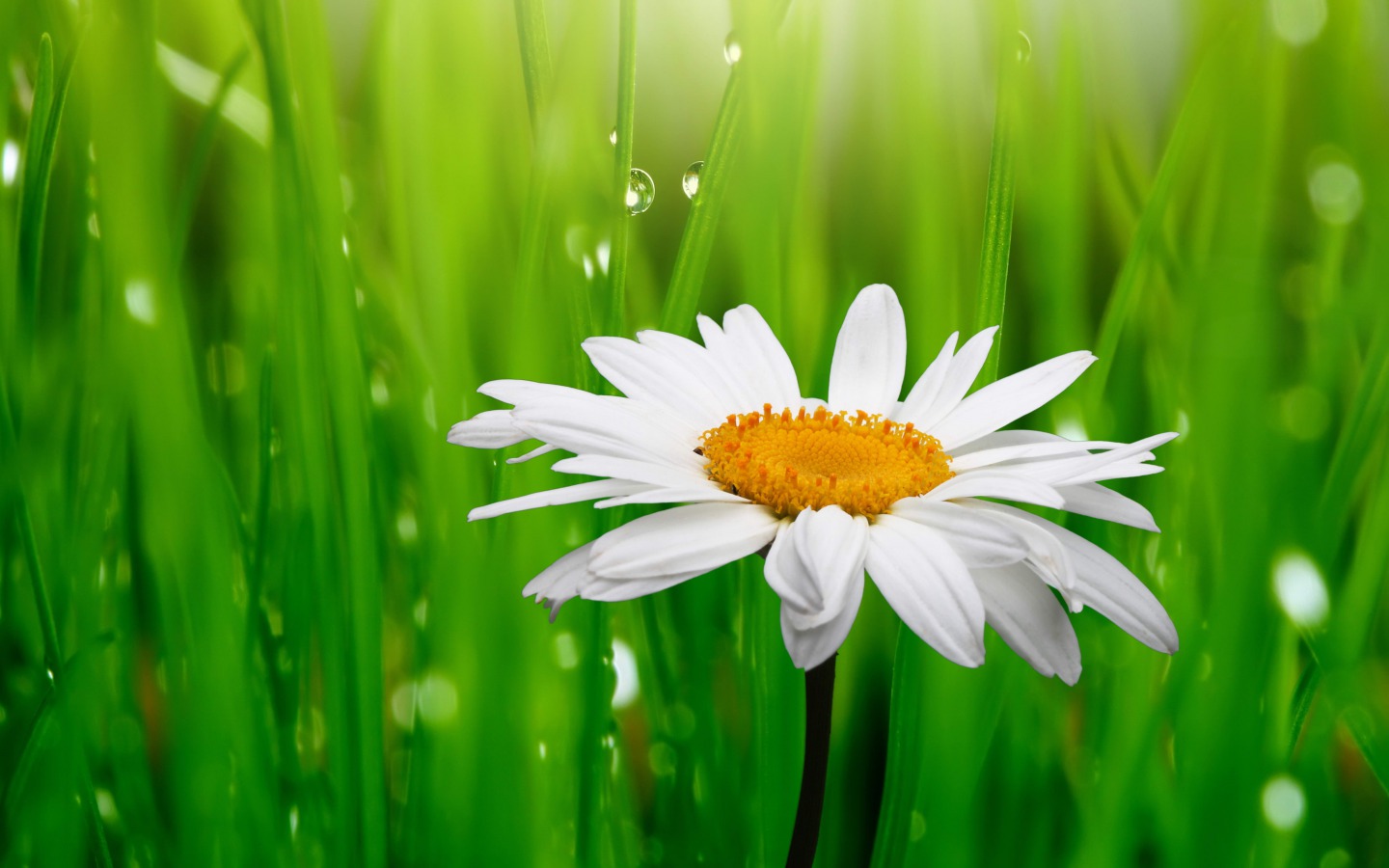daisy-flowers-34758616-1440-900