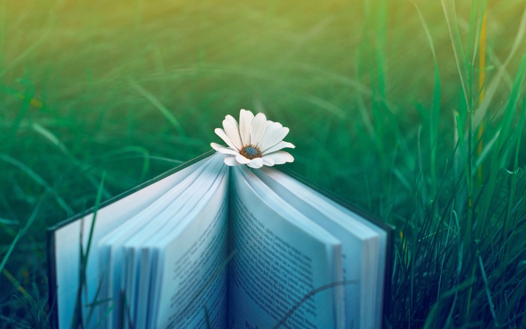 full-hd-1080p-daisy-flower-desktop-wallpapers