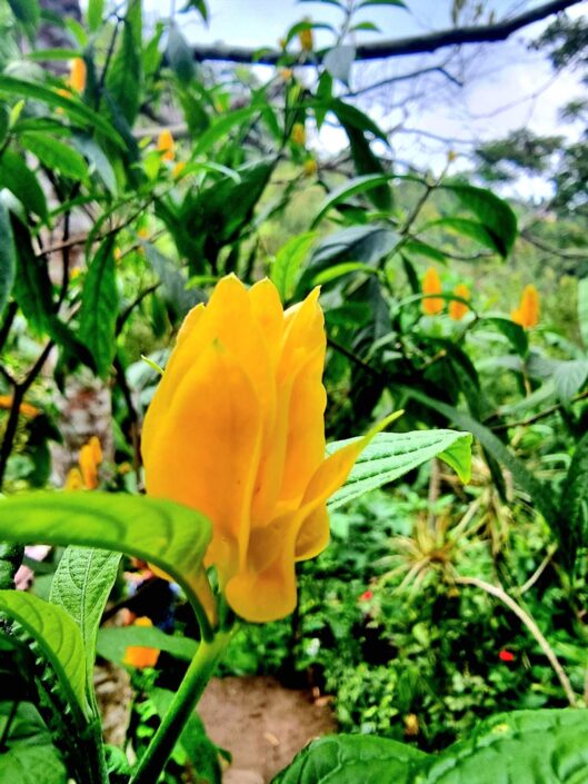IMG-c3b523391428489aaa459f1ee71b5f02-V
